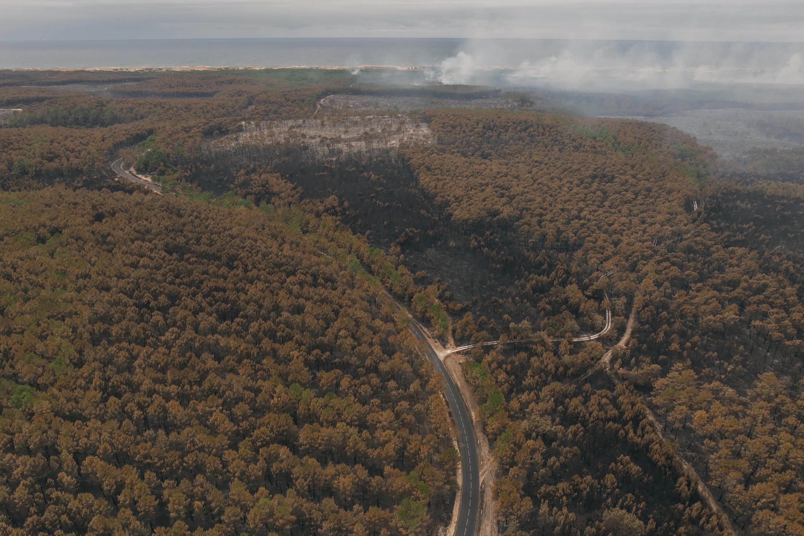 Zone forêt brûlée